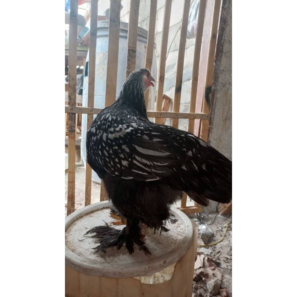 anakan Brahma betina umur 4 bulan