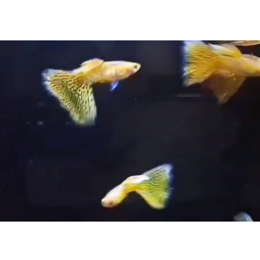 Guppy Blonde Yellow Cobra Delta Tail | Grade A+ | Hiasan Akuarium