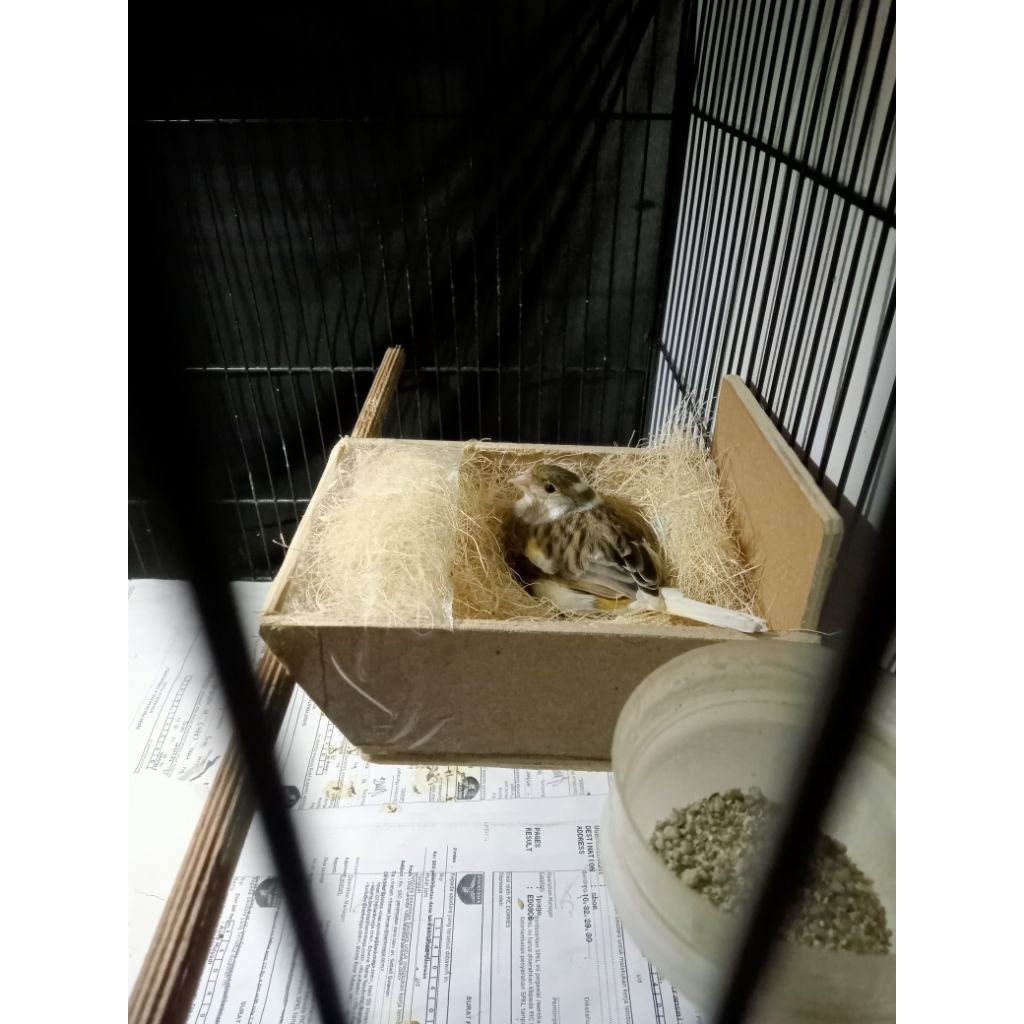 kenari betina siapan