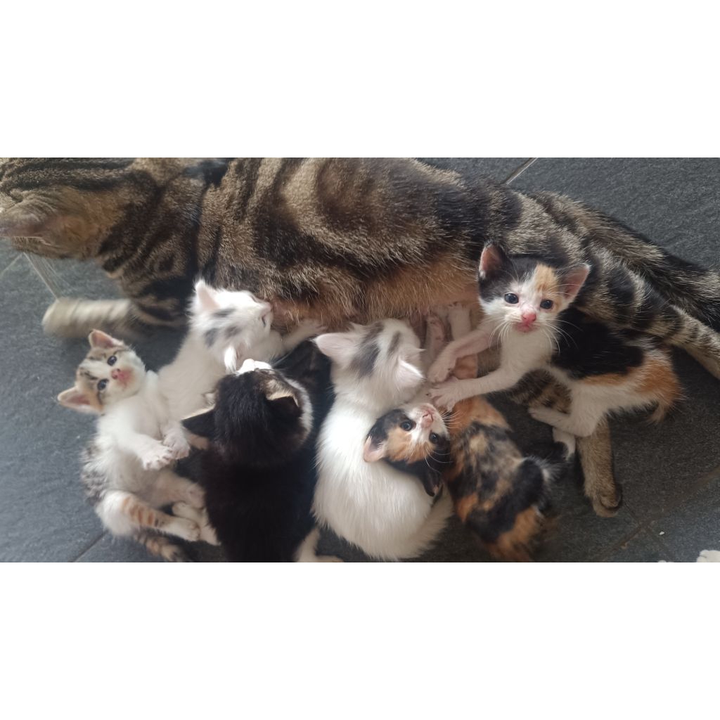 adopt kitten adopsi kucing cantik persia putih calico