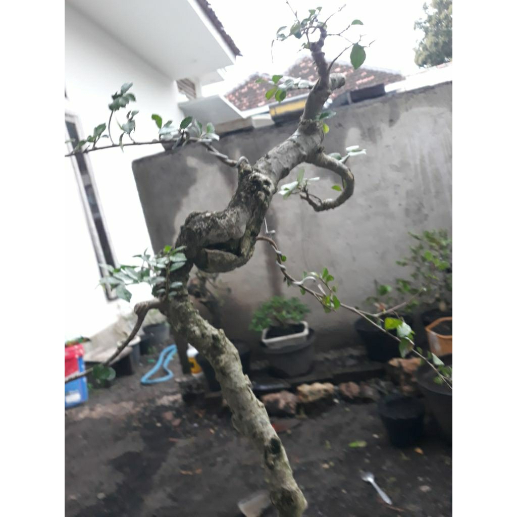 Bonsai Bahan Serut Bunjin