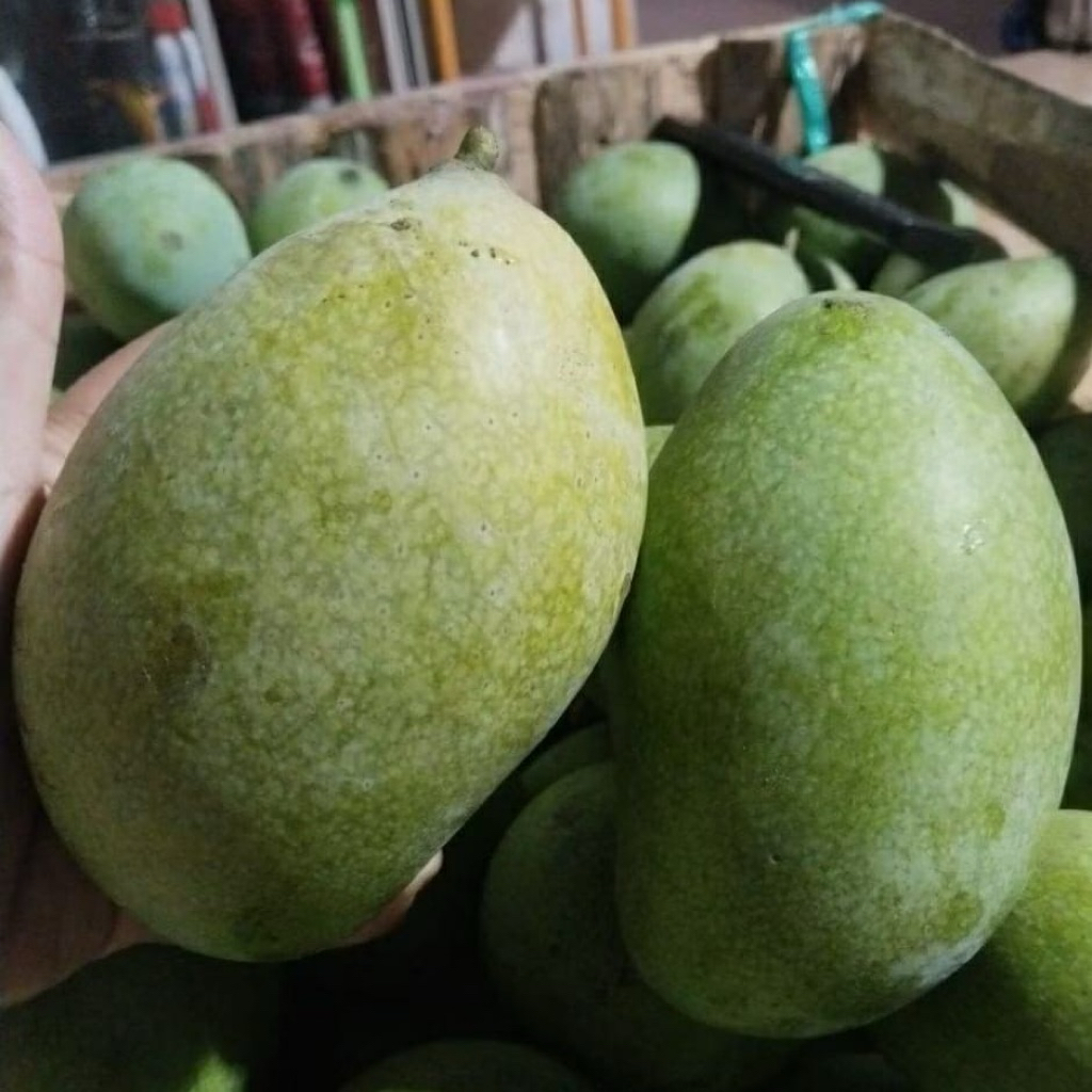 JUMBO Mangga Manalagi Madu isi 3 buah 1 Kg