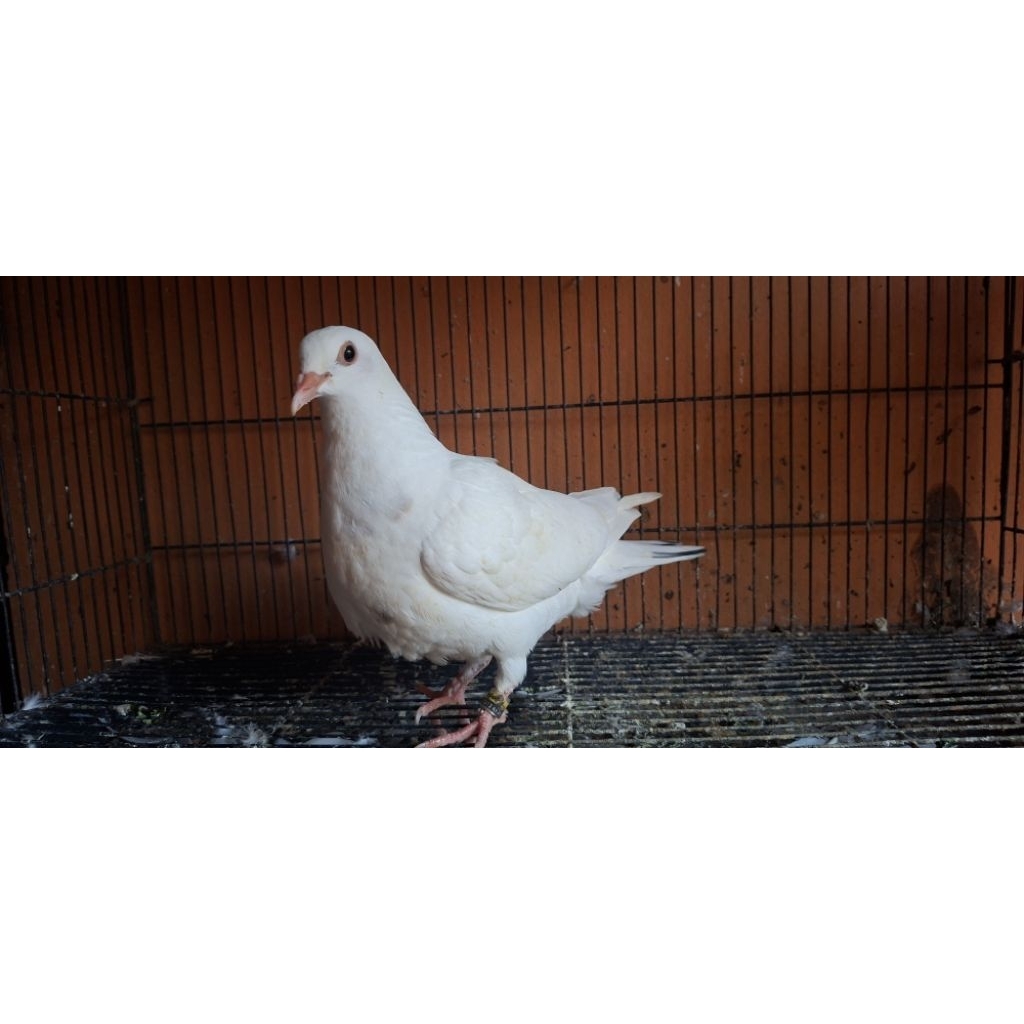 merpati anakan blorok hitam piyik