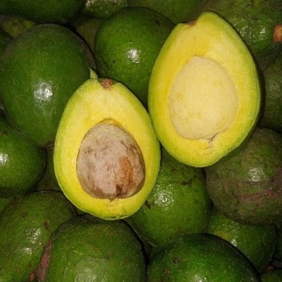 Buah Alpukat Mentega 1 Kg
