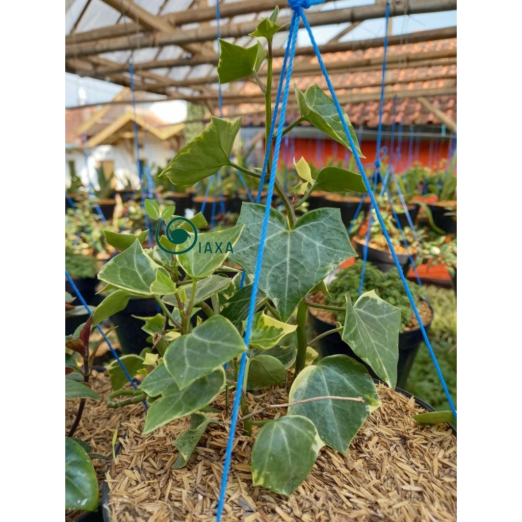 Tanaman Ivy English Saevy Saevi  Variegata Varigata Hedera Helix Bunga Hias Gantung Rambat