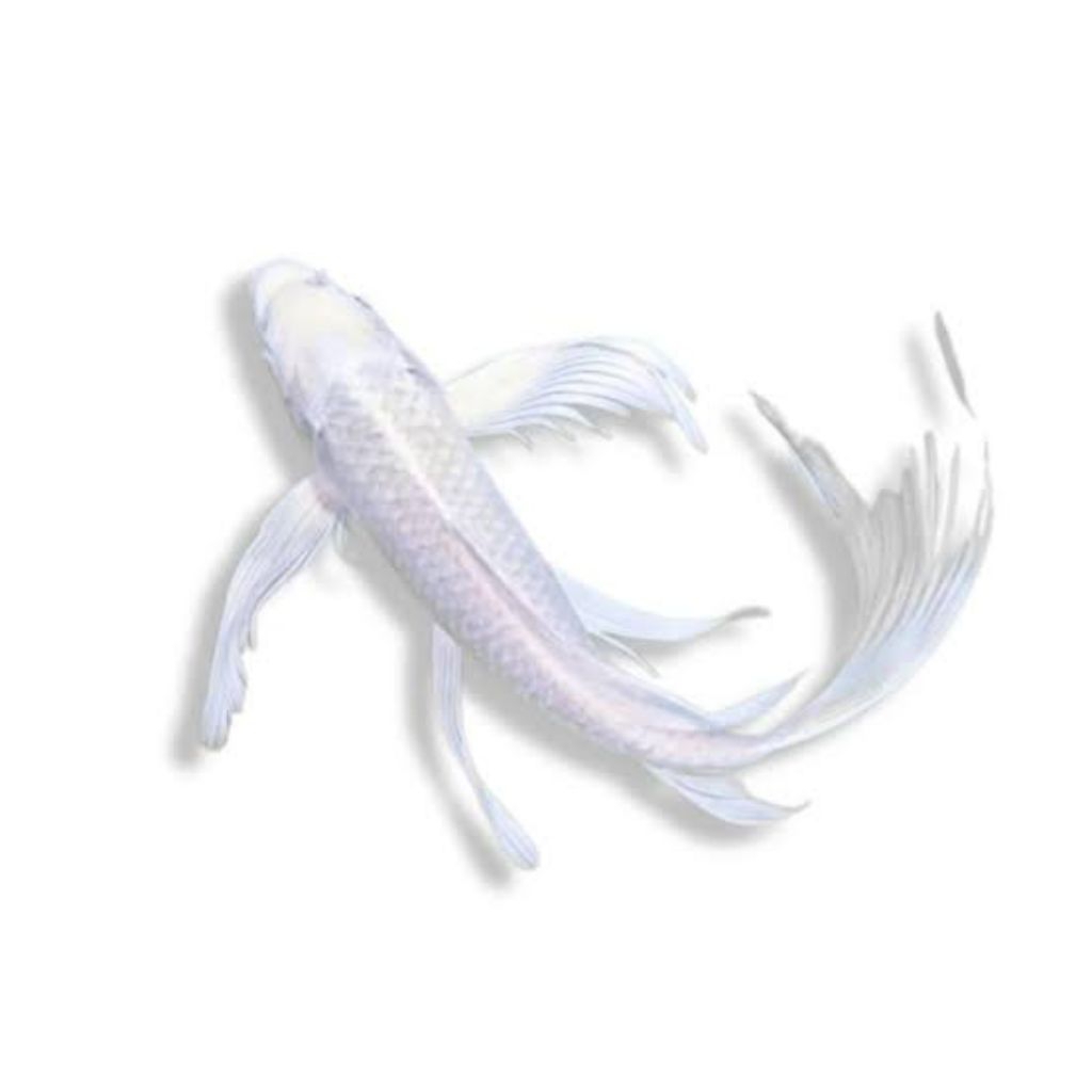 Ikan Koi Platinum • Warna Putih Mengkilap • Sehat & Aktif • Packing Aman • Bergaransi