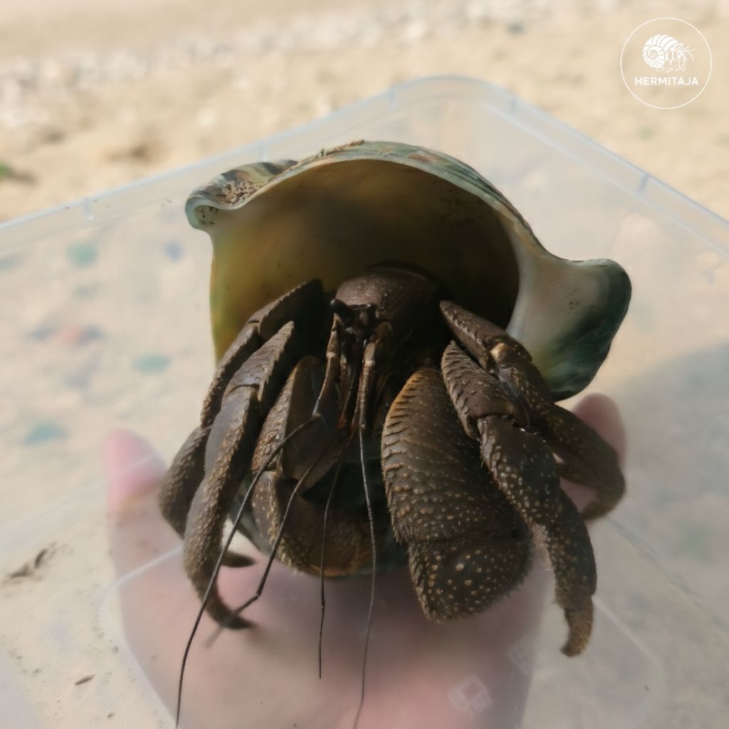 Kelomang Coenobita Brevimanus C.Brevi XXXL [JUMBO]