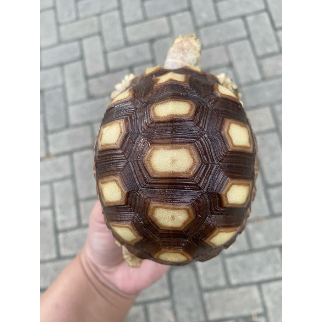 Pelet SULCATA 10 S/D 30cm