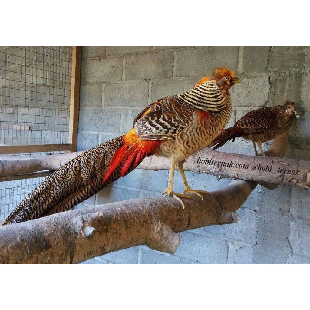 Golden Pheasant  pasangan Ayam Hias