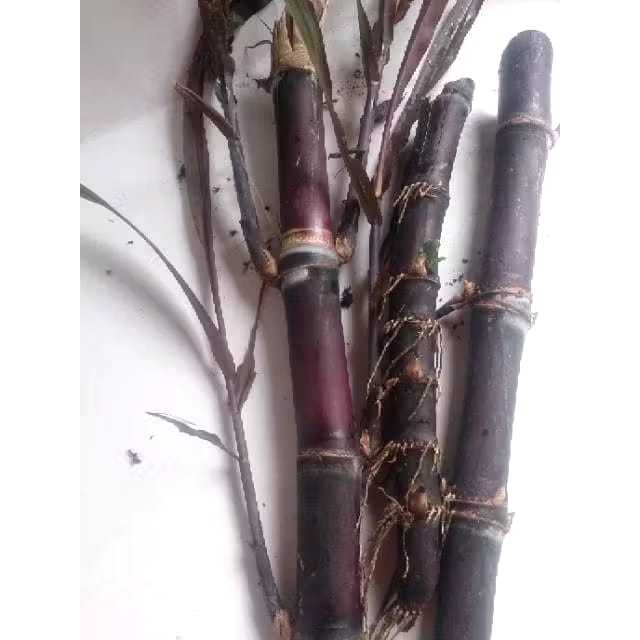 bibit tebu ireng / tebu wulung asli