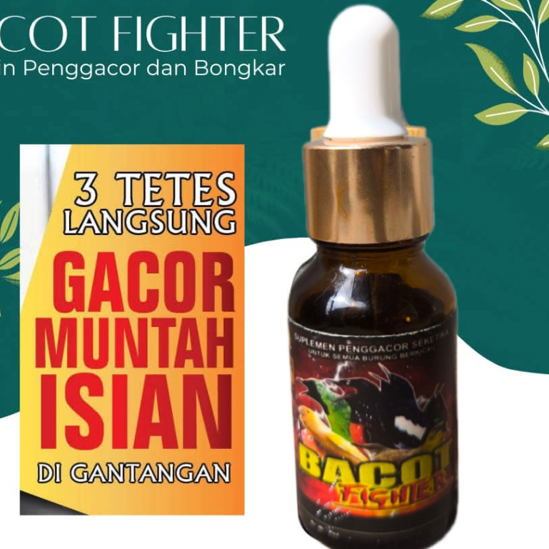 BACOT FIGHTER bikin burung fighter bongkar isiian