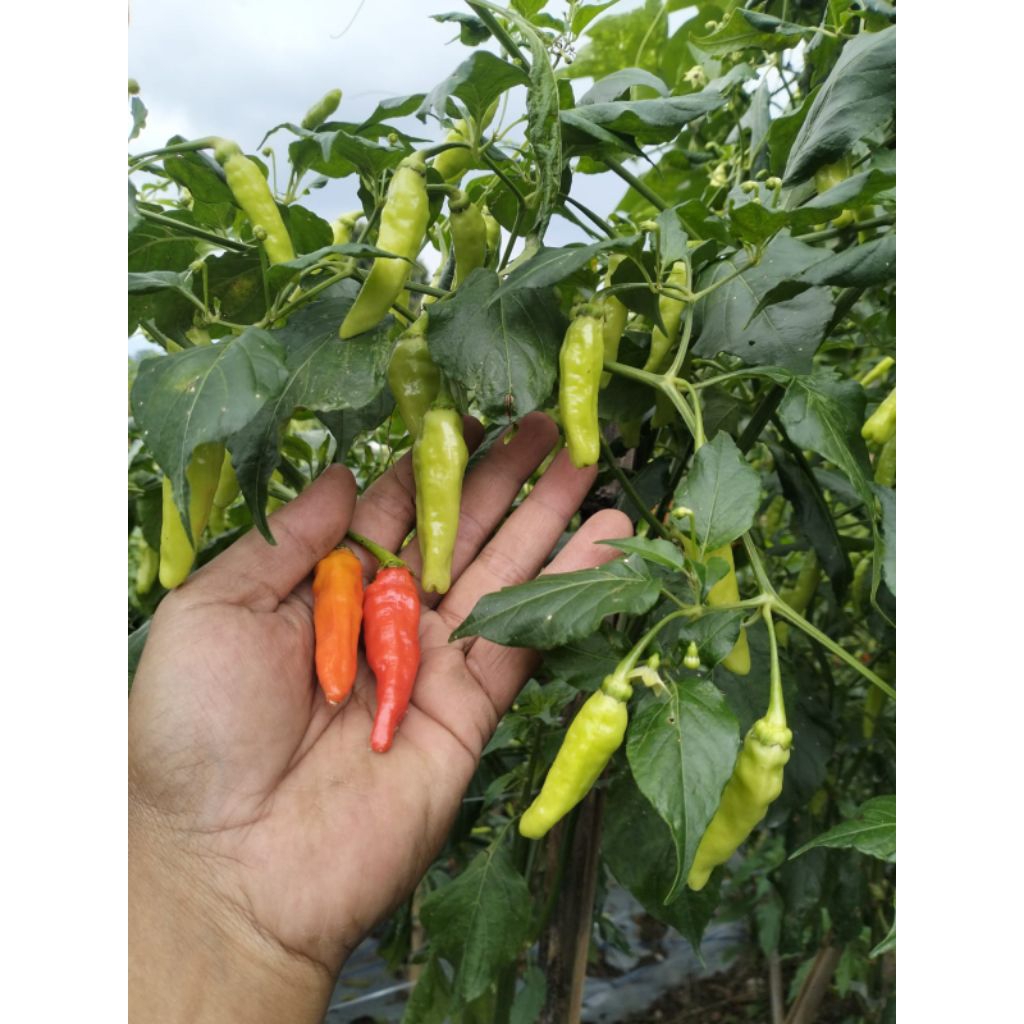cabe rawit/cengek segar 250g-1000g