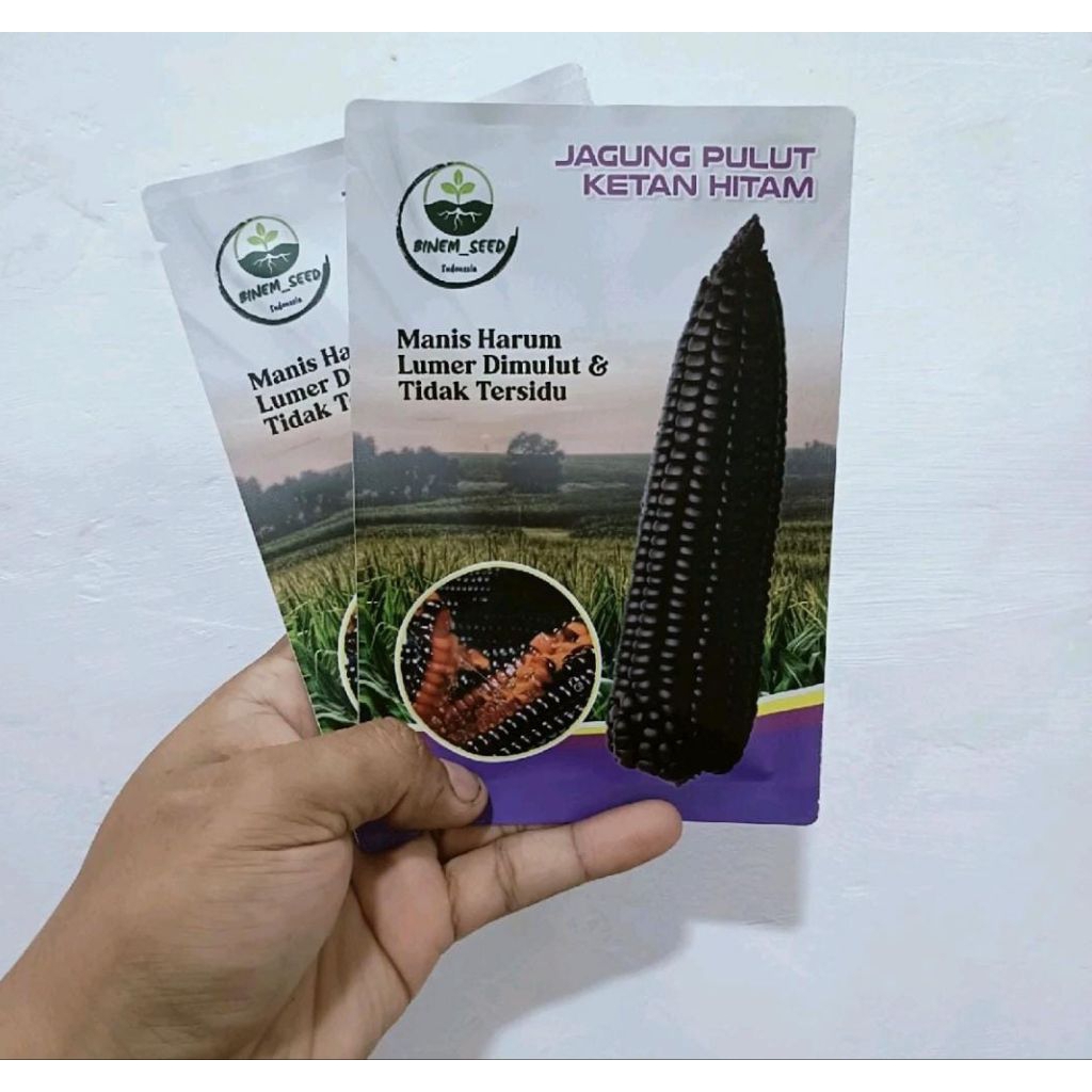 benih jagung hitam pulut ketan