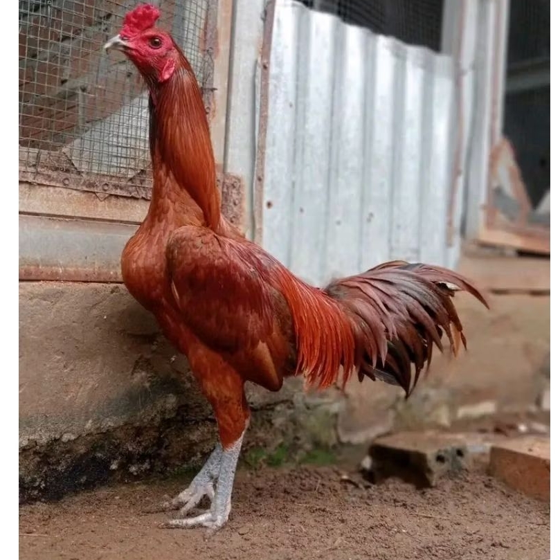 TELUR  AYAM PETARUNG MANGON ORI THAILAND untuk ditetaskan