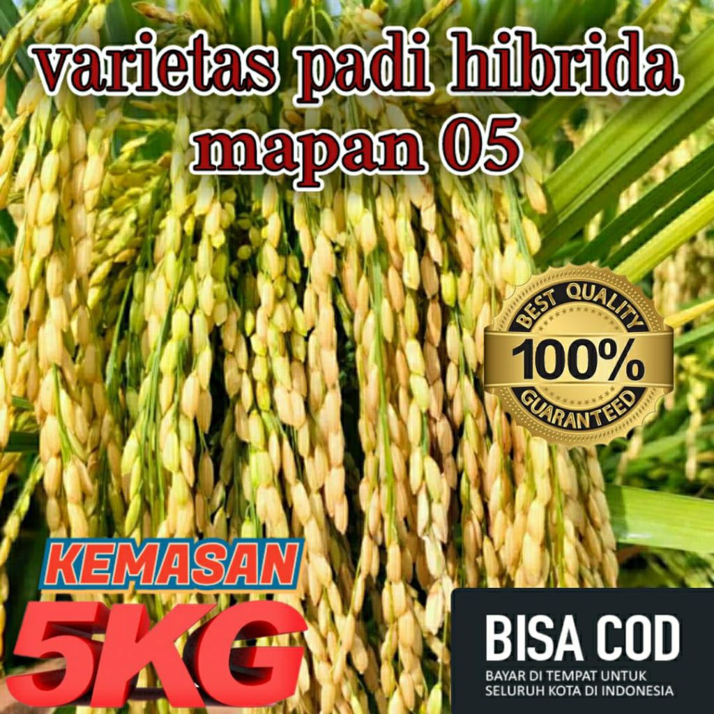 BENIH PADI UNGGUL BERKUALITAS MAPAN 05 KEMASAN 5KG