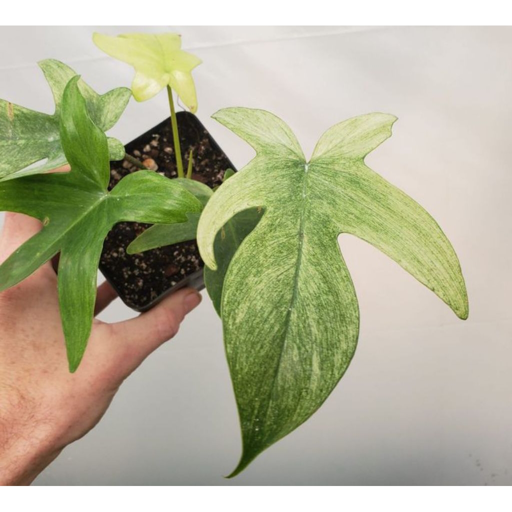 philodendron Florida ghost( Philo kuku bima)