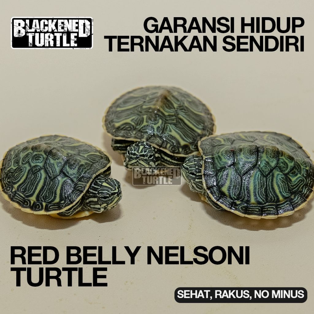 PELET RED BELLY NELSONI RBN GARANSI