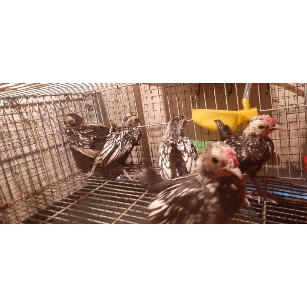 Ayam Batik/Batik Kanada/Batik Itali/ Batik Chamois