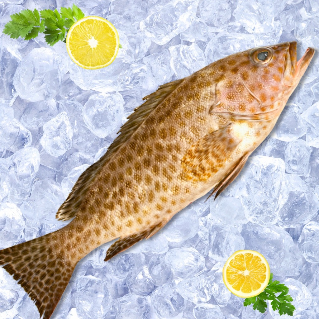 Ikan Kerapu Totol FROZEN Segar 1kg / Ikan Kerapu Segar