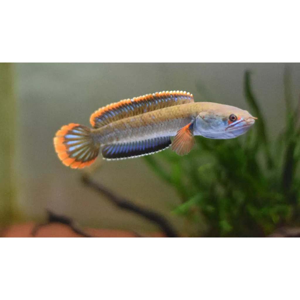 Limbata Lawu CB Rim Tebal 4-5CM Bahan Kontes