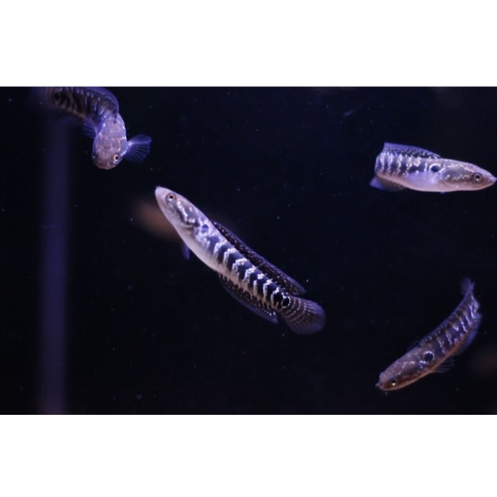 Channa Asiatica WS Jumbo Grade A