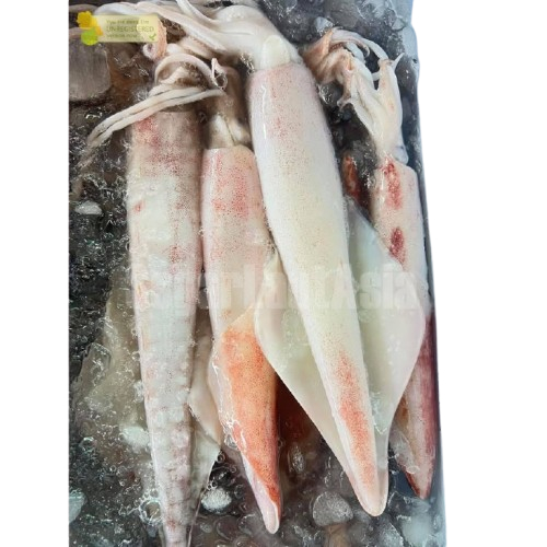Cumi 1Kg Cumi Segar Cumi Basah Cumi Jumbo Segar Cumi Besar Cumi Bangka Seafood Cumi Cumi Basah Segar