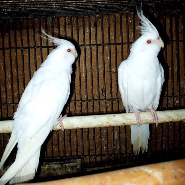 BURUNG FALK ALBINO MM SATUAN