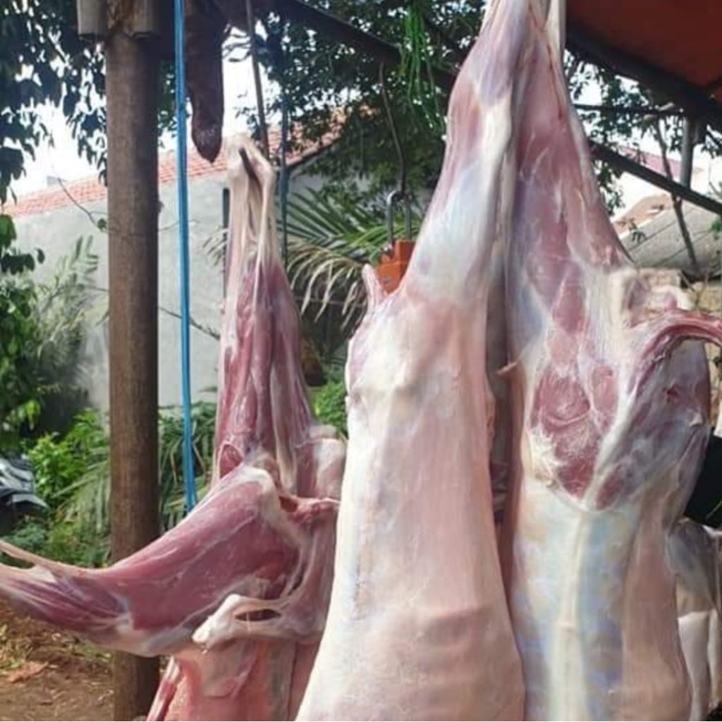 Daging karkas kambing segar dan fresh