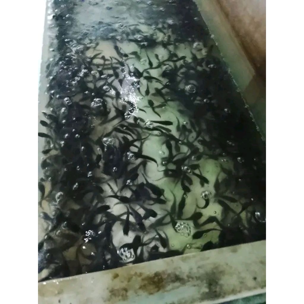 bibit ikan lele