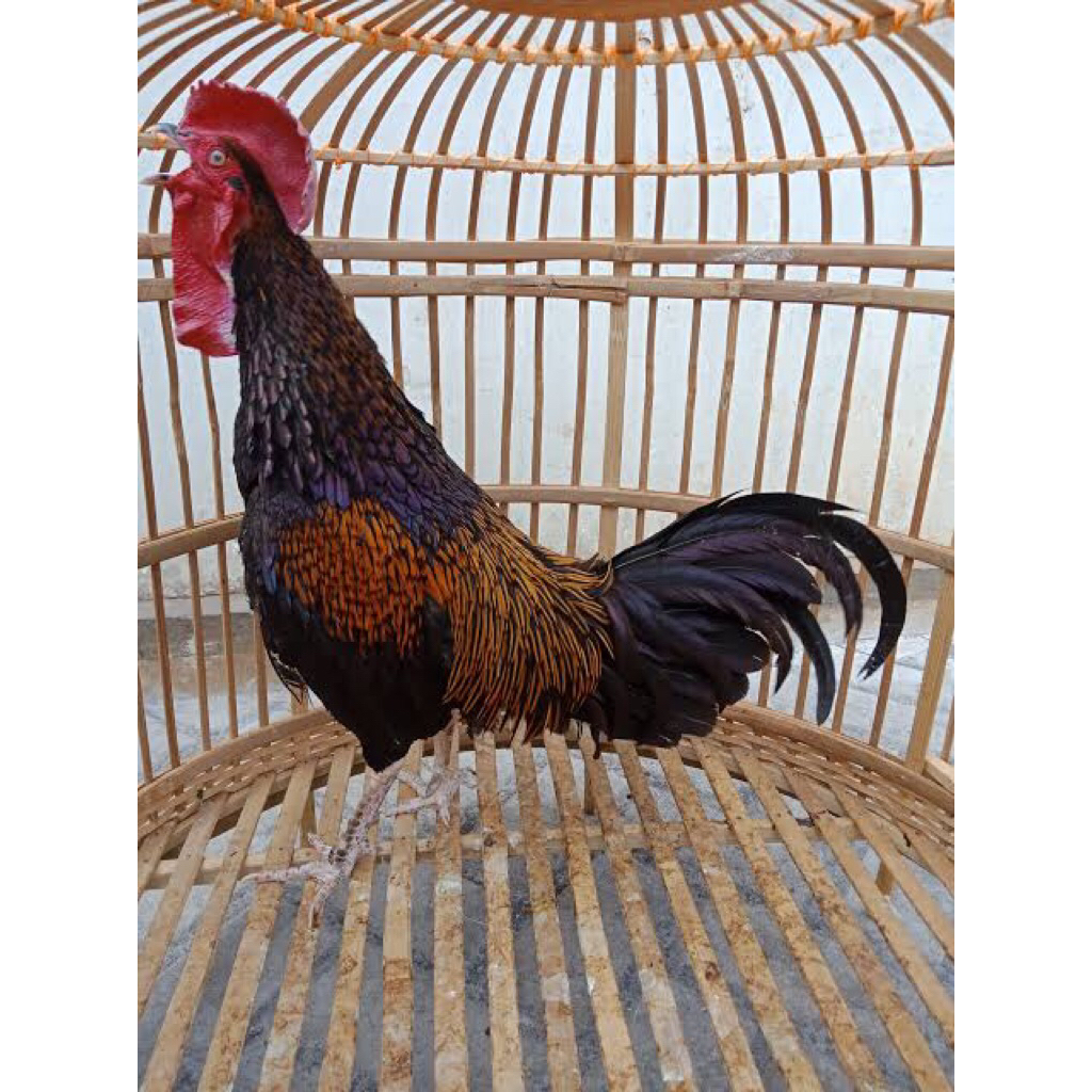 ayam hias bekisar jantan pilihan rawatan