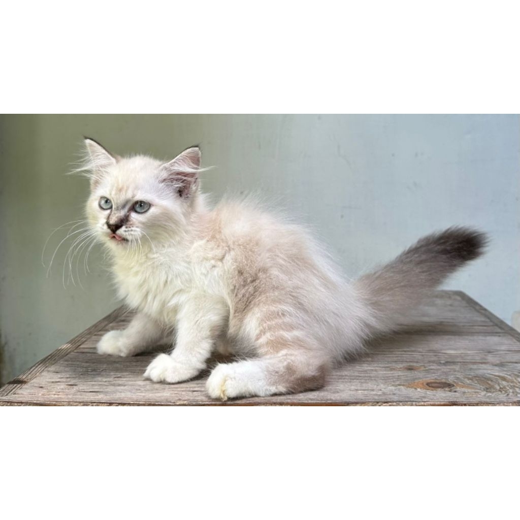 KUCING PERSIA HIMALAYA BETINA 2 BULAN LYNX POINT