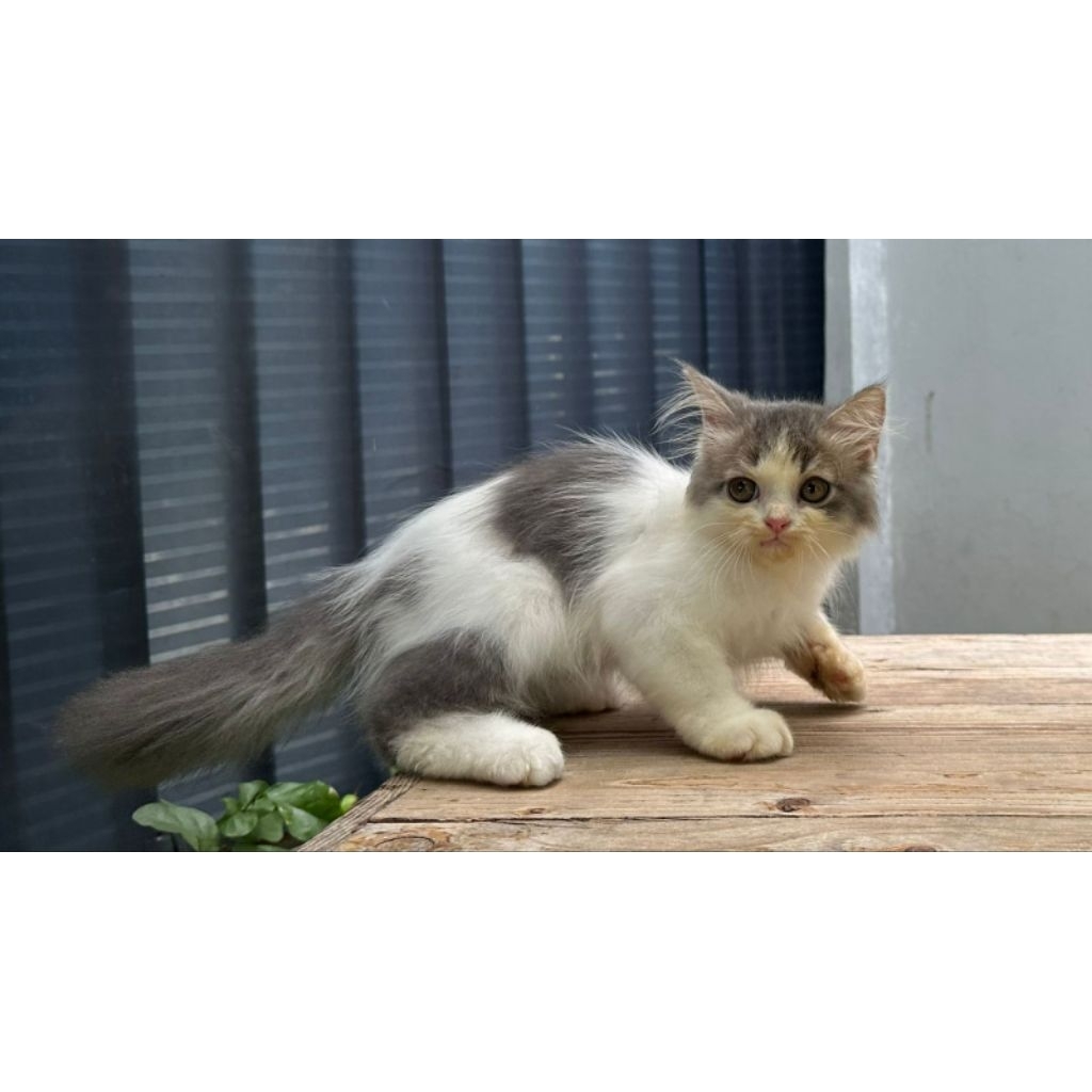 KUCING PERSIA MEDIUM JANTAN 3 BULAN BLUE&WHITE