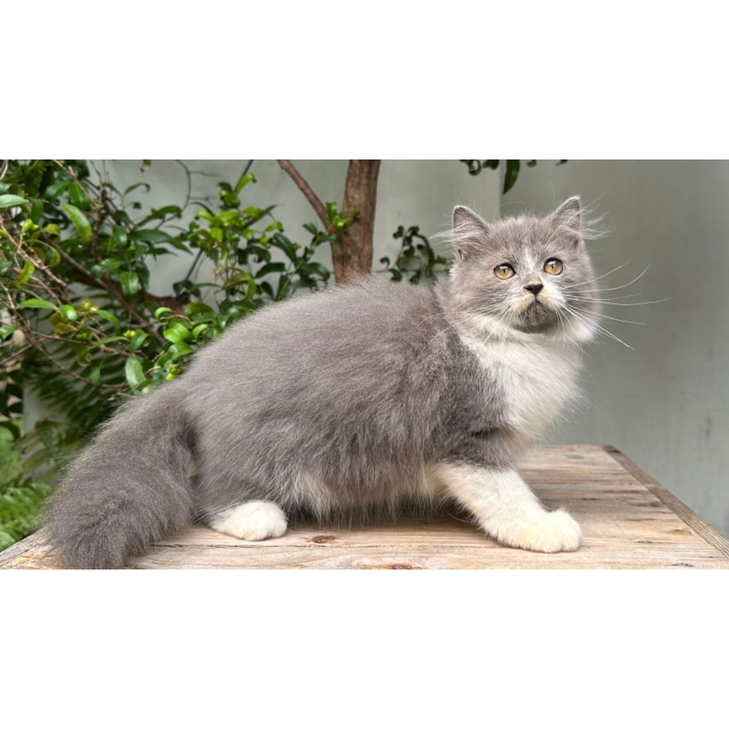 KUCING PERSIA MEDIUM BETINA 3 BULAN BLUE&WHITE