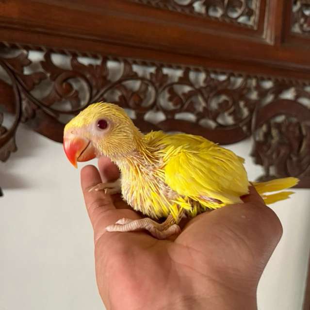 Indian Ringneck Lutino IRN Lutino baby parrot lolohan kaytee