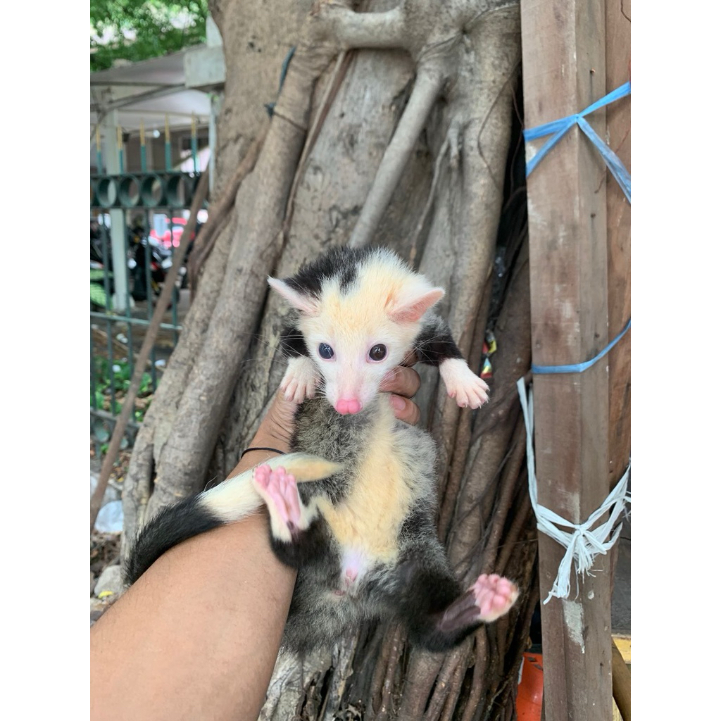 Musang Pandan Mozaik