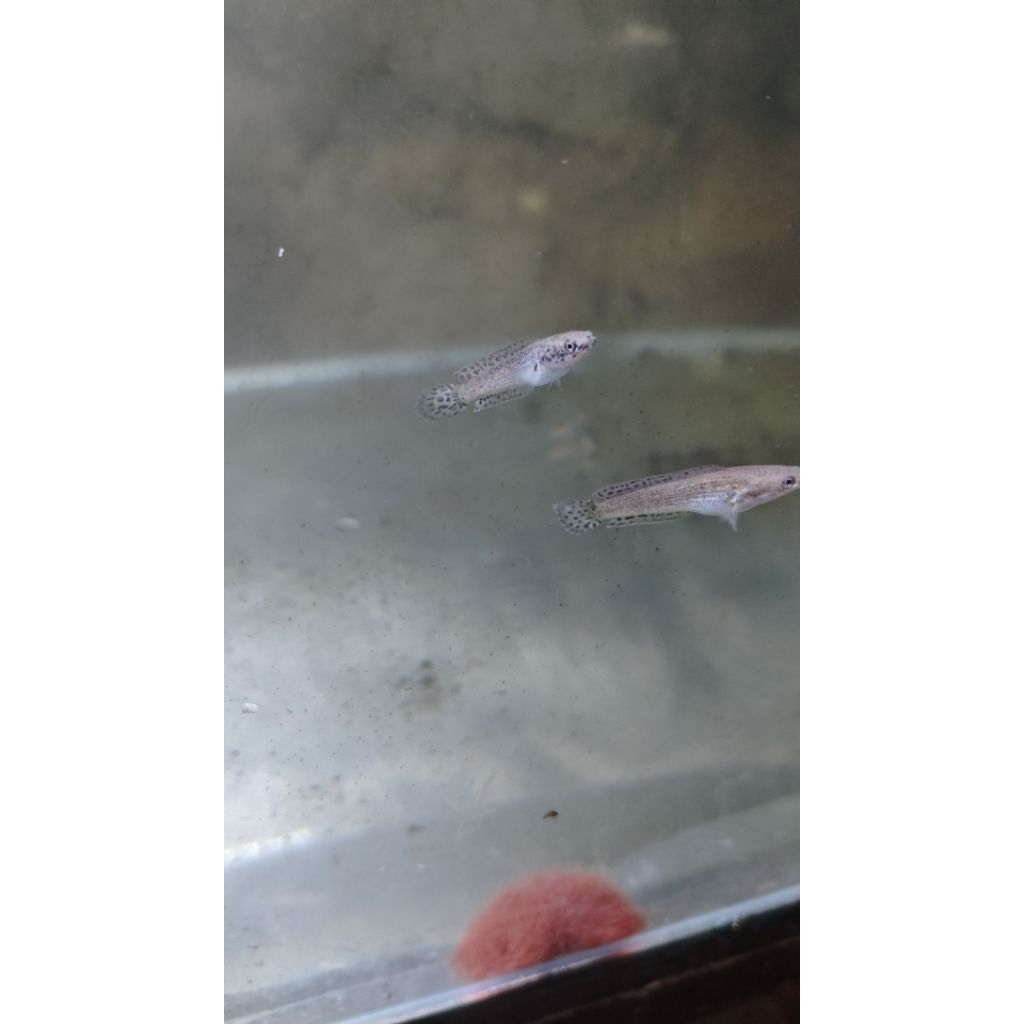 jamu limbata slayer x butterfly