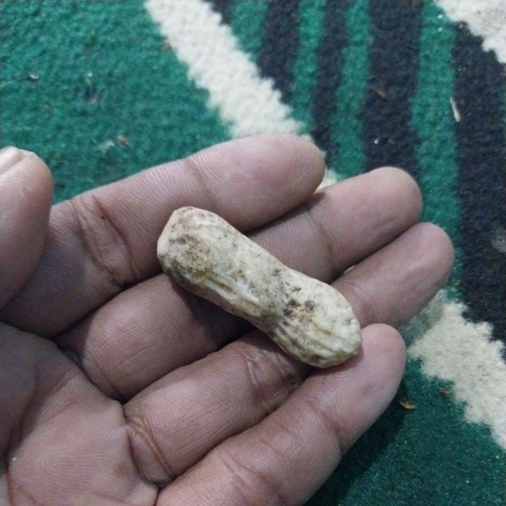 batu bentuk kacang sulap kacang jadi batu