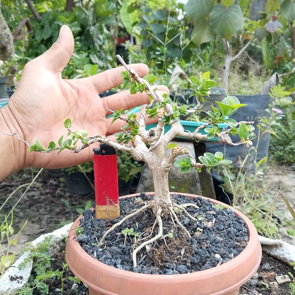 Bonsai sancang mungil real pict