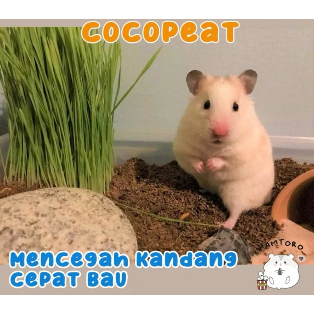 COCOPEAT ALAS HAMSTER