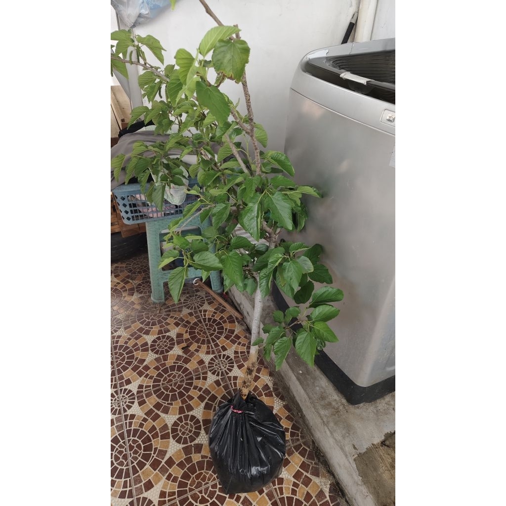 Long White Murbei berbuah