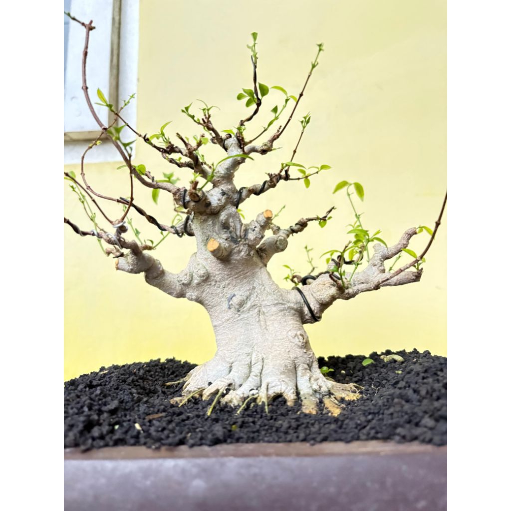 bonsai anting putri prospek
