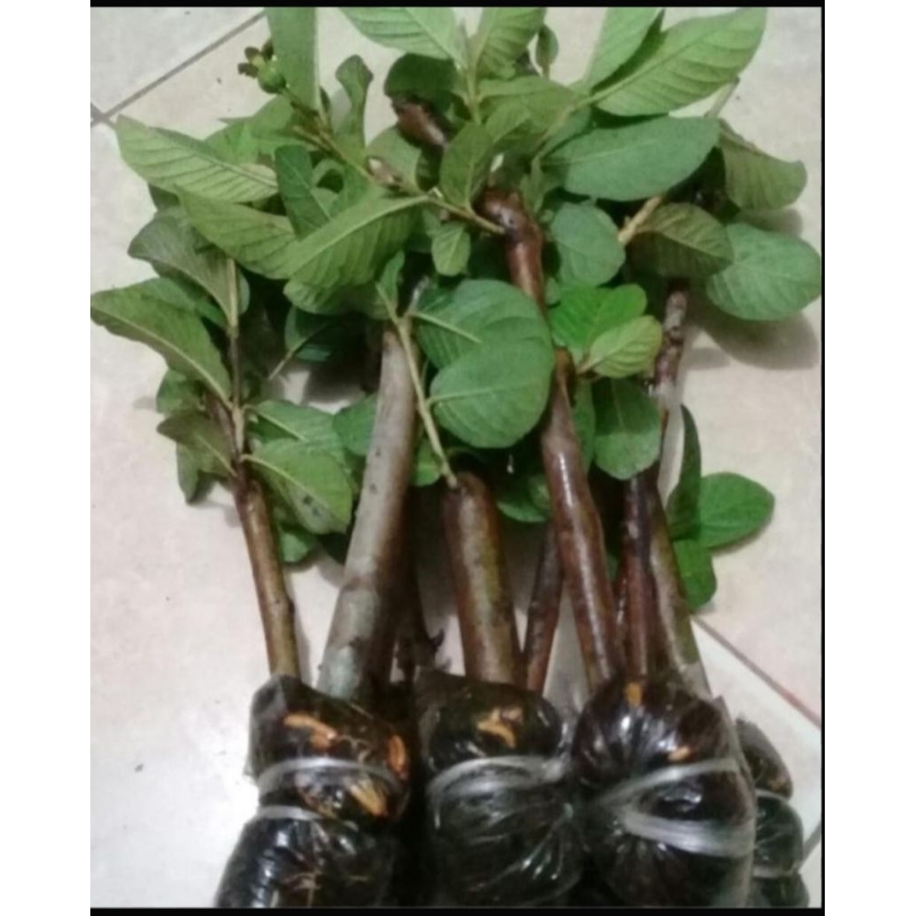 cangkokan bibit jambu kristal