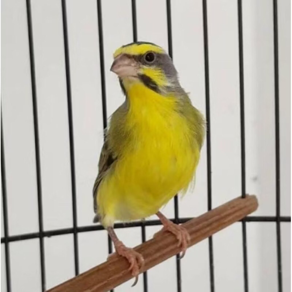 mozambik jantan pilihan rawatan