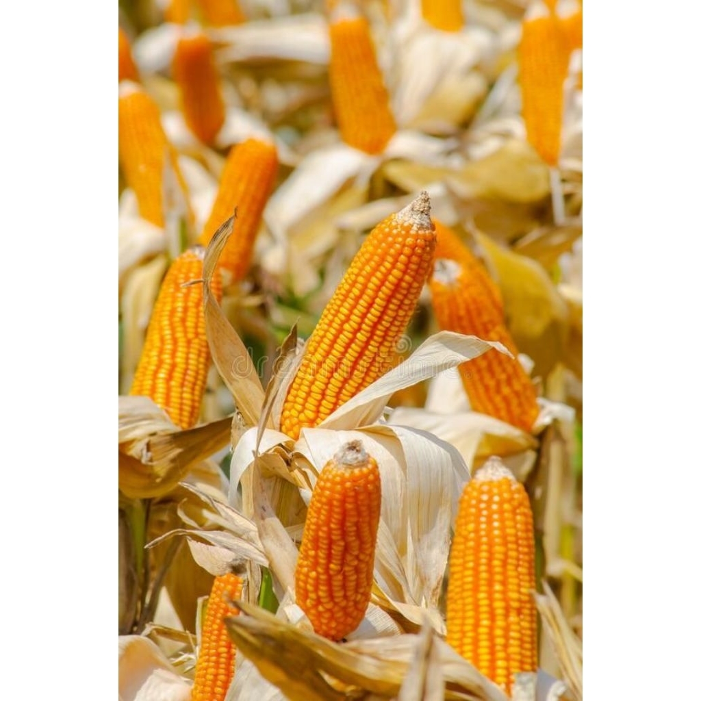 COD BIBIT BENIH JAGUNG SUMO PERKASA 1 KG