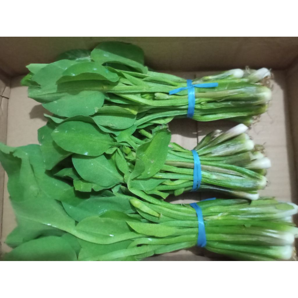 Sayur Kenjer / Genjer /Kelayan / Sawah Letuce segar perikat
