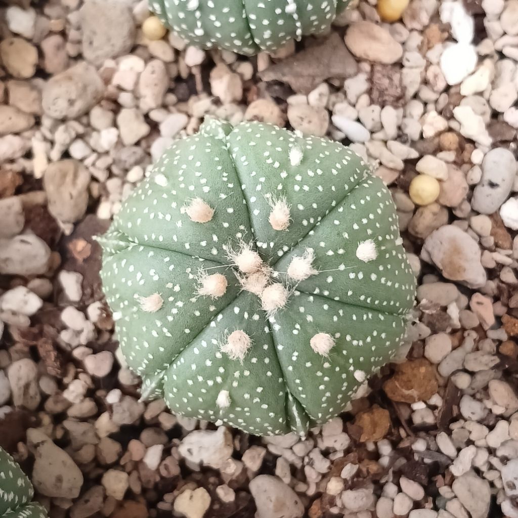 Astrophytum Fukuryuu | Kaktus