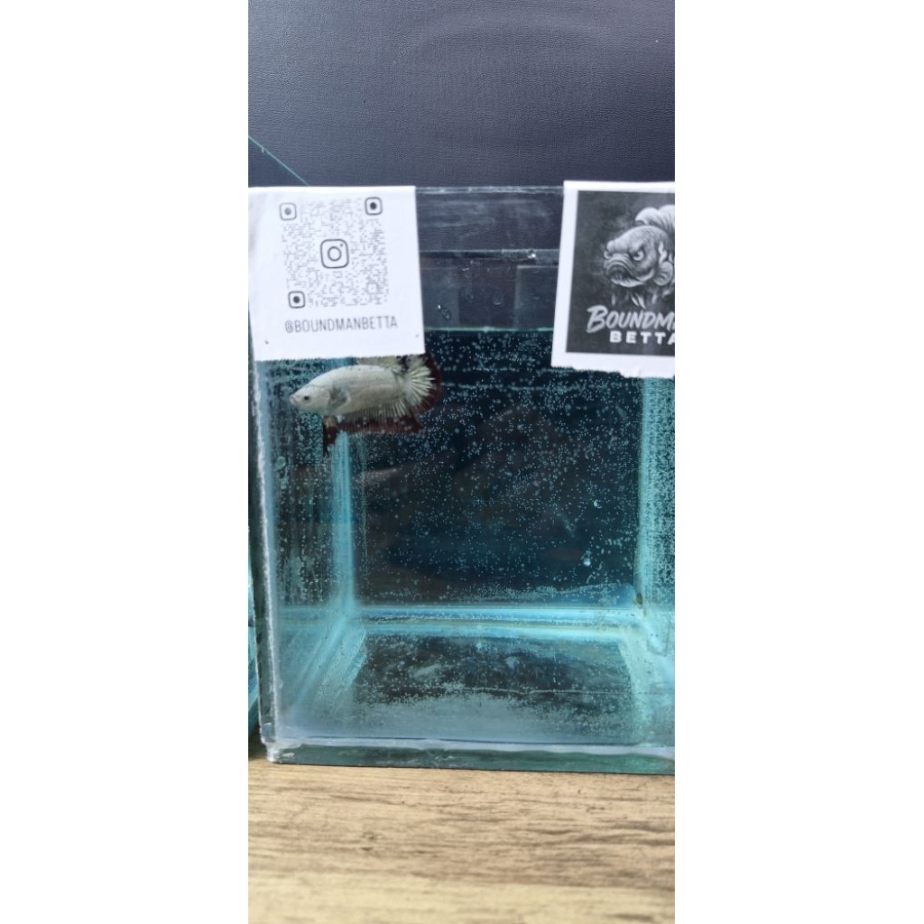 Plakat Red Dragon Snow Betta – Premium White Body Fire Red Scale | Boundman Betta