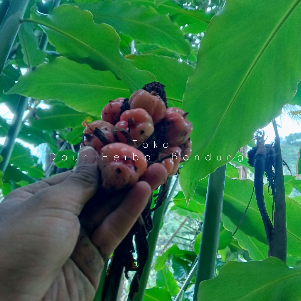 Buah kecombrang atau buah honje segar | Toko Daun Herbal Bandung