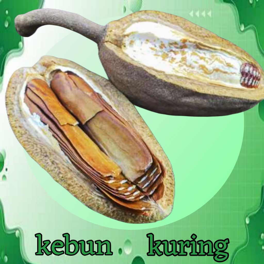 biji buah mahoni / buah mahoni 100g