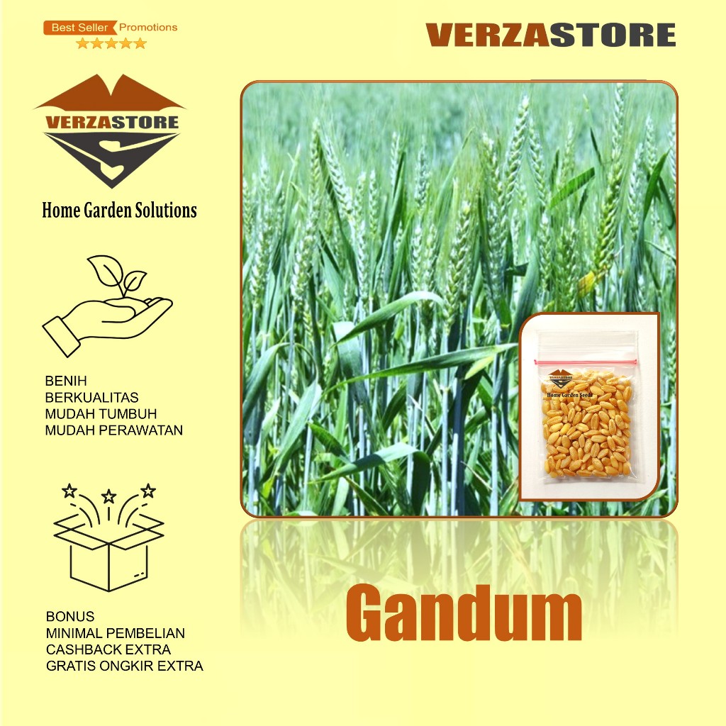 Biji Benih Bibit Gandum /100 Biji